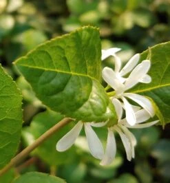 Schneeflockenstrauch Chionanthus Retusus -Obstbaum Geschäft Schneeflockenstrauch1