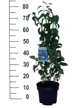 Bauern-Jasmin `Schneesturm´ Philadelphus Coronarius `Schneesturm´ 5 Bauern-Jasmin `Schneesturm´ Philadelphus Coronarius `Schneesturm´ -Obstbaum Geschäft Schneesturm