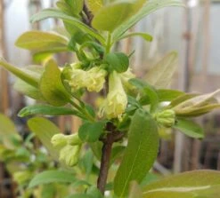Sibirische Blaubeere / Honigbeere `Zojka Lonicera Kamtschatica `Zojka´ -Obstbaum Geschäft Sibirische Blaubeere bl te1A5eHrsCdvoq9H