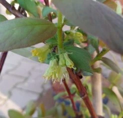 Sibirische Blaubeere / Honigbeere `Wojtek´ Lonicera Kamtschatica `Wojtek´ -Obstbaum Geschäft Sibirische Blaubeere bl te2
