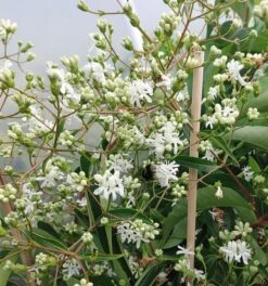 Sieben-Söhne-des-Himmels-Strauch Heptacodium Miconioides -Obstbaum Geschäft Sieben S hne