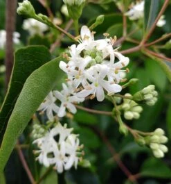 Sieben-Söhne-des-Himmels-Strauch Heptacodium Miconioides -Obstbaum Geschäft Sieben S hne des Himmels