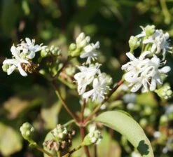 Sieben-Söhne-des-Himmels-Strauch Heptacodium Miconioides -Obstbaum Geschäft Sieben S hne des himmels 1