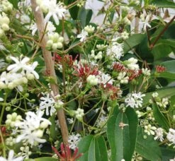 Sieben-Söhne-des-Himmels-Strauch Heptacodium Miconioides -Obstbaum Geschäft Sieben s hne1