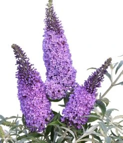 Schmetterlingsflieder Butterfly Candy® (versch. Farben) Buddleja Davidii -Obstbaum Geschäft Sommerflieder lila blau
