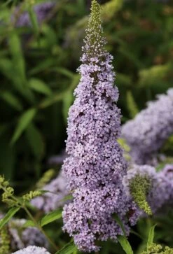 Schmetterlingsflieder Butterfly Candy® (versch. Farben) Buddleja Davidii -Obstbaum Geschäft Sommerflieder lila weiss