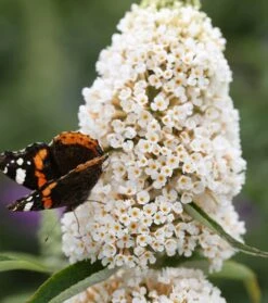Schmetterlingsflieder Butterfly Candy® (versch. Farben) Buddleja Davidii -Obstbaum Geschäft Sommerflieder weiss1