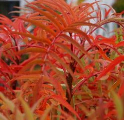 Eberesche `Dodong´ Sorbus Conmixta `Dodong´ -Obstbaum Geschäft Sorbus Dodong4