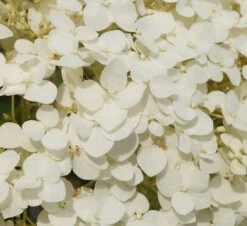 Garten-Hortensie `Incrediball®´ Hydrangea Arborescens -Obstbaum Geschäft Strong anabelle
