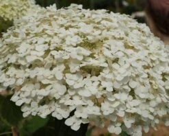 Garten-Hortensie `Incrediball®´ Hydrangea Arborescens -Obstbaum Geschäft Strong anabelle1