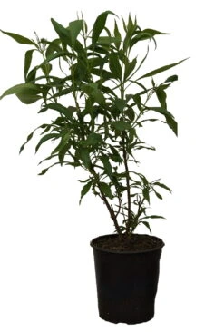 Sommerglocke / Baumoleander `Summer Bells´ Chitalpa Tashkentensis `Summer Bells´ -Obstbaum Geschäft Summer bells