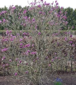 Purpur-Magnolie `Susan´ Magnolia Liliiflora `Susan´ -Obstbaum Geschäft Susan Bl tezeit