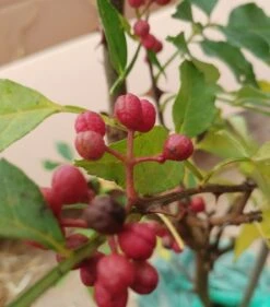 Szechuan Pfeffer Zanthoxylum Simulans -Obstbaum Geschäft Szechuan Pfeffer