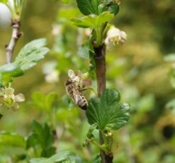 Tatjana, Grün, Fast Stachellos Ribes Uva-crispa `Tatjana´ -Obstbaum Geschäft Tatjana Bl te mit Biene
