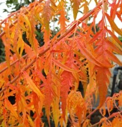 Essigbaum `Tiger Eyes´ Rhus Typhina `Tiger Eyes´ -Obstbaum Geschäft Tiger Eyes Rhus