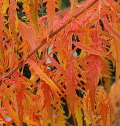 Essigbaum `Tiger Eyes´ Rhus Typhina `Tiger Eyes´ -Obstbaum Geschäft Tiger Eyes Rhus1