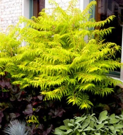 Obstbaum Geschäft -Obstbaum Geschäft Tiger eyes Kordes Jungpflanzen