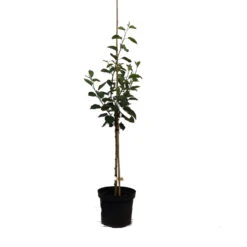 Neue Produkte -Obstbaum Geschäft Trioapfelbaum3tVCWeEFtca4Y
