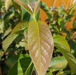 Schwarzer Tupelobaum Nyssa Sylvatica -Obstbaum Geschäft Tupelobaum Blatt