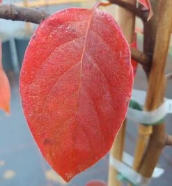 Schwarzer Tupelobaum Nyssa Sylvatica -Obstbaum Geschäft Tupelobaum herbstf rbung 1