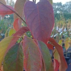Schwarzer Tupelobaum Nyssa Sylvatica -Obstbaum Geschäft Tupelobaum herbstf rbung