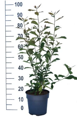 Schwarzer Tupelobaum Nyssa Sylvatica -Obstbaum Geschäft Tupelobaum weiss