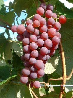 Obstbaum Geschäft -Obstbaum Geschäft Vanessa