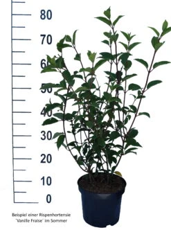 Rispenhortensie `Vanille-Fraise´ Hydrangea Paniculata `Vanille Fraise´ -Obstbaum Geschäft Vanille Fraise weiss