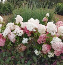 Rispenhortensie `Vanille-Fraise´ Hydrangea Paniculata `Vanille Fraise´ -Obstbaum Geschäft Vanille Fraise22