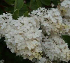 Rispenhortensie `Vanille-Fraise´ Hydrangea Paniculata `Vanille Fraise´ -Obstbaum Geschäft Vanille fraise Juli