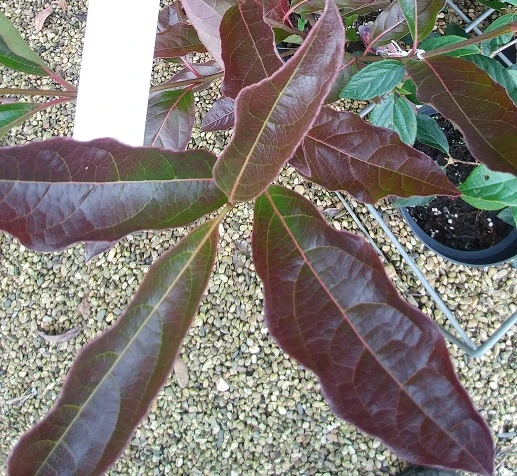 Amerikanischer Schneeball `Brandywine´ Viburnum Nudum `Brandywine´ 6 Amerikanischer Schneeball `Brandywine´ Viburnum Nudum `Brandywine´ - Image 6