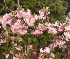 Duftender Winterschneeball `Dawn´ Viburnum Bodnantense `Dawn´ -Obstbaum Geschäft Viburnum Dawn1