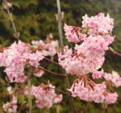 Duftender Winterschneeball `Dawn´ Viburnum Bodnantense `Dawn´ -Obstbaum Geschäft Viburnum Dawn2
