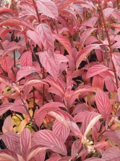 Duftender Winterschneeball `Dawn´ Viburnum Bodnantense `Dawn´ -Obstbaum Geschäft Viburnum bodnantense dawn herbstf rbung