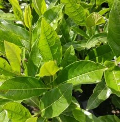 Amerikanischer Schneeball `Brandywine´ Viburnum Nudum `Brandywine´ 11 Amerikanischer Schneeball `Brandywine´ Viburnum Nudum `Brandywine´ -Obstbaum Geschäft Viburnum nudum 2