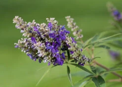 Zwerg-Mönchspfeffer `Blue Puffball´ ® Vitex Agnus-castus -Obstbaum Geschäft Vitex BluePuffball 7