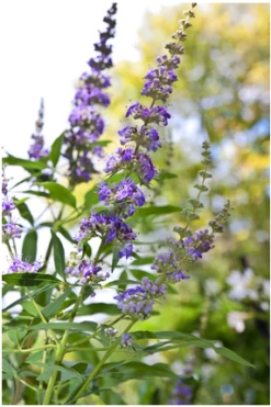 Mönchspfeffer Vitex Agnus Castus -Obstbaum Geschäft Vitex M nchspfeffer