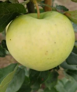 Weißer Klarapfel Malus Domestica -Obstbaum Geschäft Weisser Klarapfel 1