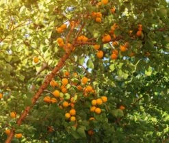 Wildaprikose Prunus Armeniaca