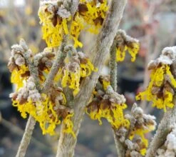 Zaubernuss `Arnold Promise´ Hamamelis X Intermedia `Arnold Promise´ -Obstbaum Geschäft Zaubernuss 4
