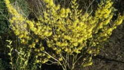 Zaubernuss `Arnold Promise´ Hamamelis X Intermedia `Arnold Promise´ -Obstbaum Geschäft Zaubernuss scaled