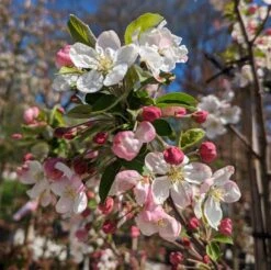 Zierapfel `Evereste´ Malus -Obstbaum Geschäft Zierapfel Evereste