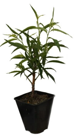 Zierpfirsich `Taoflora ® White´ (mit Essbaren Früchten) Prunus Persica `Taoflora ® White´ -Obstbaum Geschäft Zierpfirisch Taoflora white