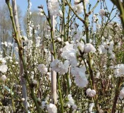 Zierpfirsich `Taoflora ® White´ (mit Essbaren Früchten) Prunus Persica `Taoflora ® White´ -Obstbaum Geschäft Zierpfirsich weiss4