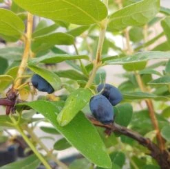 Sibirische Blaubeere / Honigbeere `Zojka Lonicera Kamtschatica `Zojka´ -Obstbaum Geschäft Zojka sibirische Blaubeere
