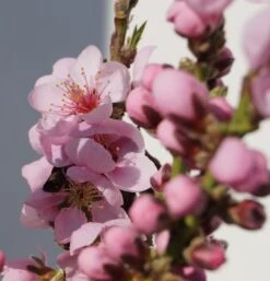 Zwergnektarine `Rubis® Necta ZeeⓈ´ Prunus Nucipersica -Obstbaum Geschäft Zwerg nektarine bl te