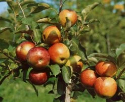 Zwergapfel Delgrina (R) Malus Domestica `Delgrina´