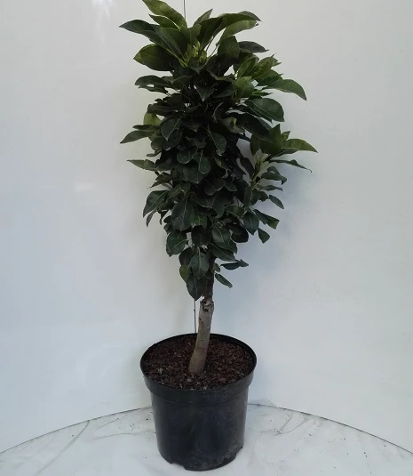 Zwergbirne Helenchen Pyrus Communis `Helenchen´ 2 Zwergbirne Helenchen Pyrus Communis `Helenchen´ - Image 2