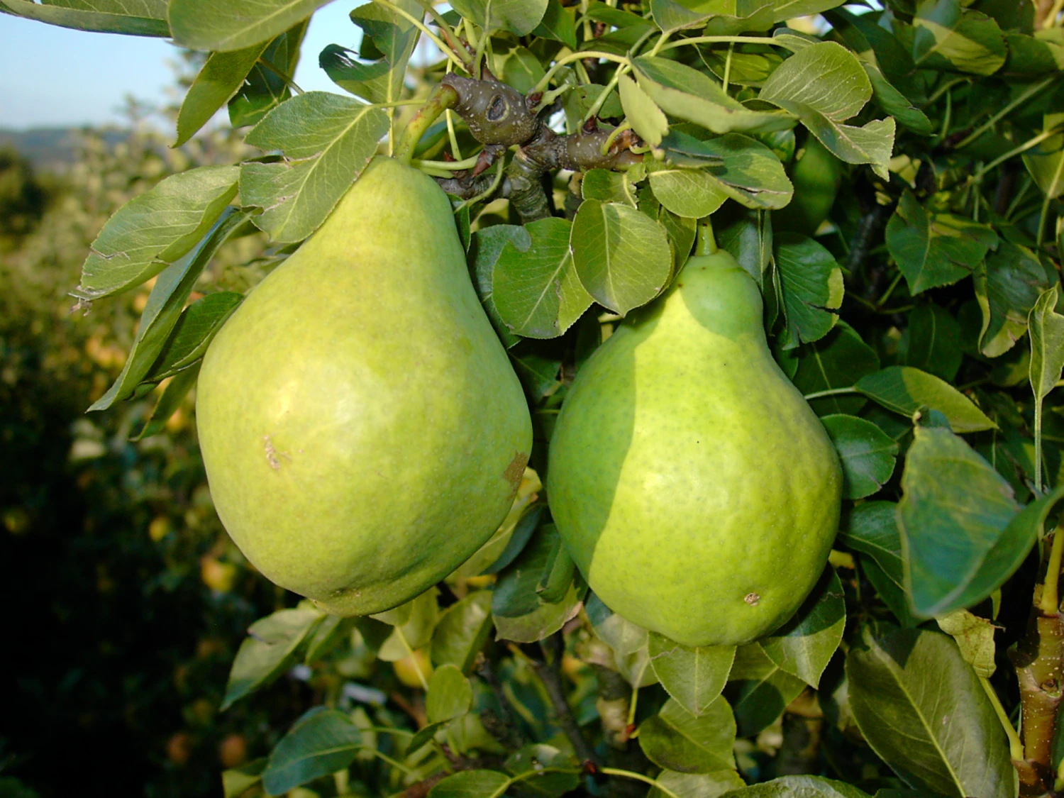 Zwergbirne Helenchen Pyrus Communis `Helenchen´ 1 Zwergbirne Helenchen Pyrus Communis `Helenchen´