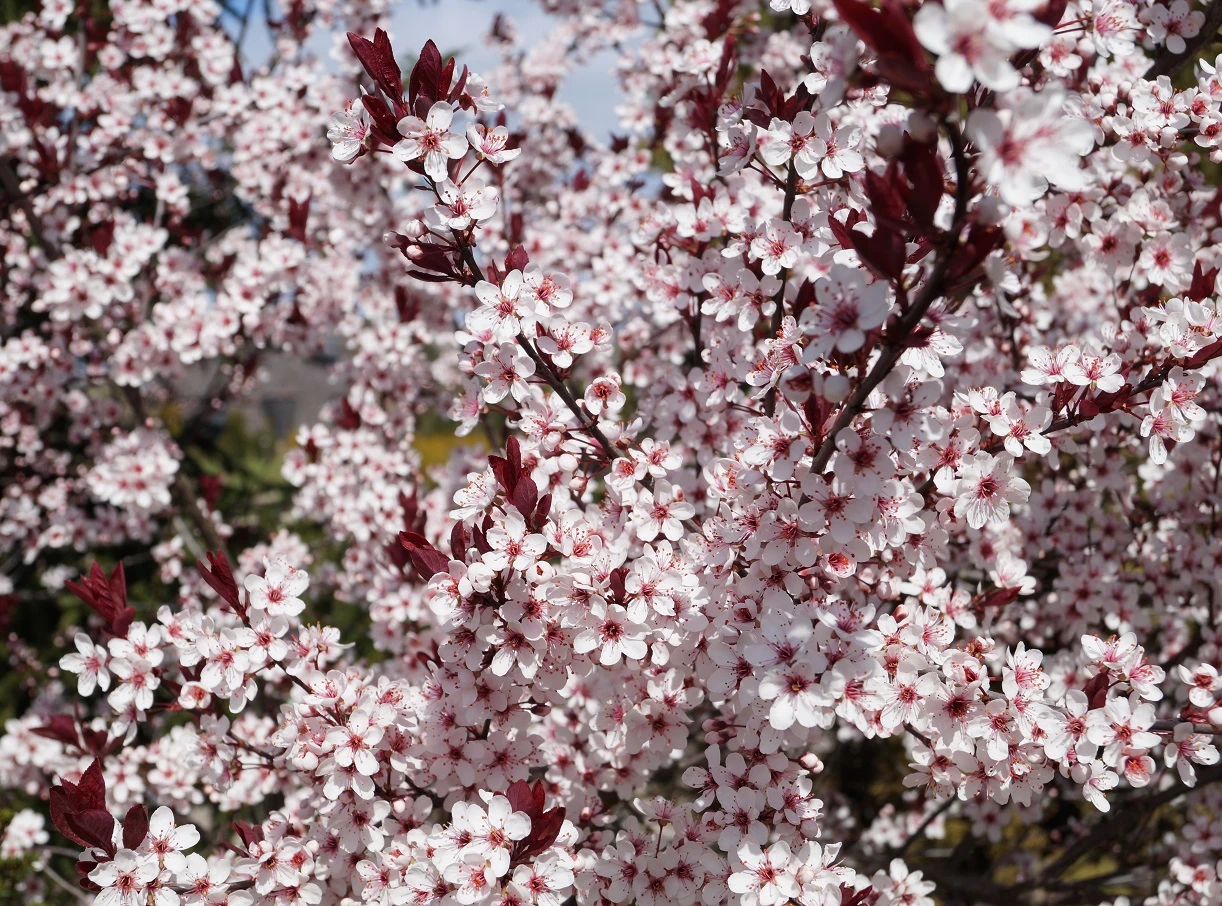 Zwergblutpflaume Prunus Cistena 3 Zwergblutpflaume Prunus Cistena - Image 3